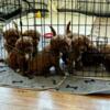 Cavapoo Puppies looking for a lovely home