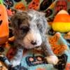 Blue-eyed male mini Bernedoodle