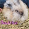 Friendly and playful English Angora rabbits