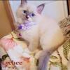 Ragdoll kittens TICA
