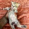 Handsome F2 Male Savannah Kitten