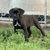 ICCF registered Cane Corso Pups for sale