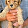 Beautiful Males and female golden doodles