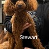 Toy poodle for STUD SERVICES