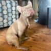 AKC registered & DNA tested French Bulldogs-12 weeks old-puppies for sale