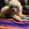 Toy Poodle