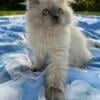 Himalayan kittens for sale in St.Joseph Michigan