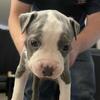 Pitbull puppies 