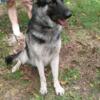 German Shepherd female  2 years old