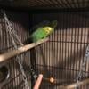 Breeder Pairs of Parakeets 4 Pairs *