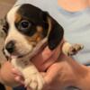 AKC registered Beagle Puppies