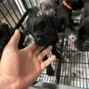 6 cane corso puppies