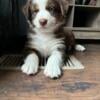 Female Australian Shepherd