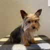 AKC Yorkshire Terrier 