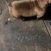 Abkc American Pocket Bully