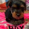 Biewer Terriers