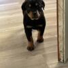 German Female Rottweiler