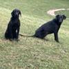 Black lab puppies looking for a home.