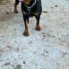 Adult Rottweilers forsale or trade