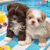 Male Shih tzus