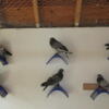 Pigeons: Flying Tipplers. will fly for hours