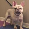 LILAC FAWN FRENCH BULLDOG