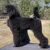 Standard poodles available