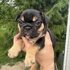 French Bulldog Female #1
