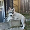 Pure bread Siberian Huskys