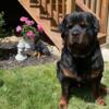 AKC German Fluffy Rottweiler for STUD