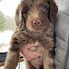 LABRADOODLE PUPPIES