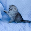 Purebred Scottish fold kittens