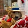 Purebred AKC Golden Retriever Puppy for Sale - Brown Collar