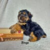 Bingo CKC Yorkipoo Hess Pooches LLC