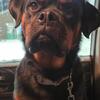 Akc Female rottweiler