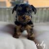 Yorkie puppies