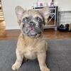 Long Haired Fluffy Frenchie