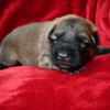 Akc registered german shepherd puppies
