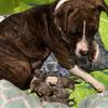 Newborn Brenal Pups