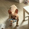 🐶 French Bulldog Puppy – Sweet, Playful & Family Ready 🐶