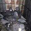 German beauty available pigeon lover