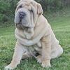 Shar-Pei Pup Ready To Go
