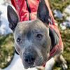 Family dog needs home.
