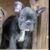 akc french bulldog puppies ready to go