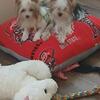 2 party yorkie  girls akc