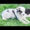 Australian Shepherd border collie pups