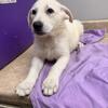 UPDATE AKC white German shepherd pups1 girl  left