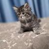 Russian Seberian kitten