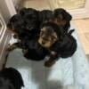 yorkiepoo Mini puppies 4 girls 1 boy