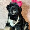 Mini Aussiedoodle